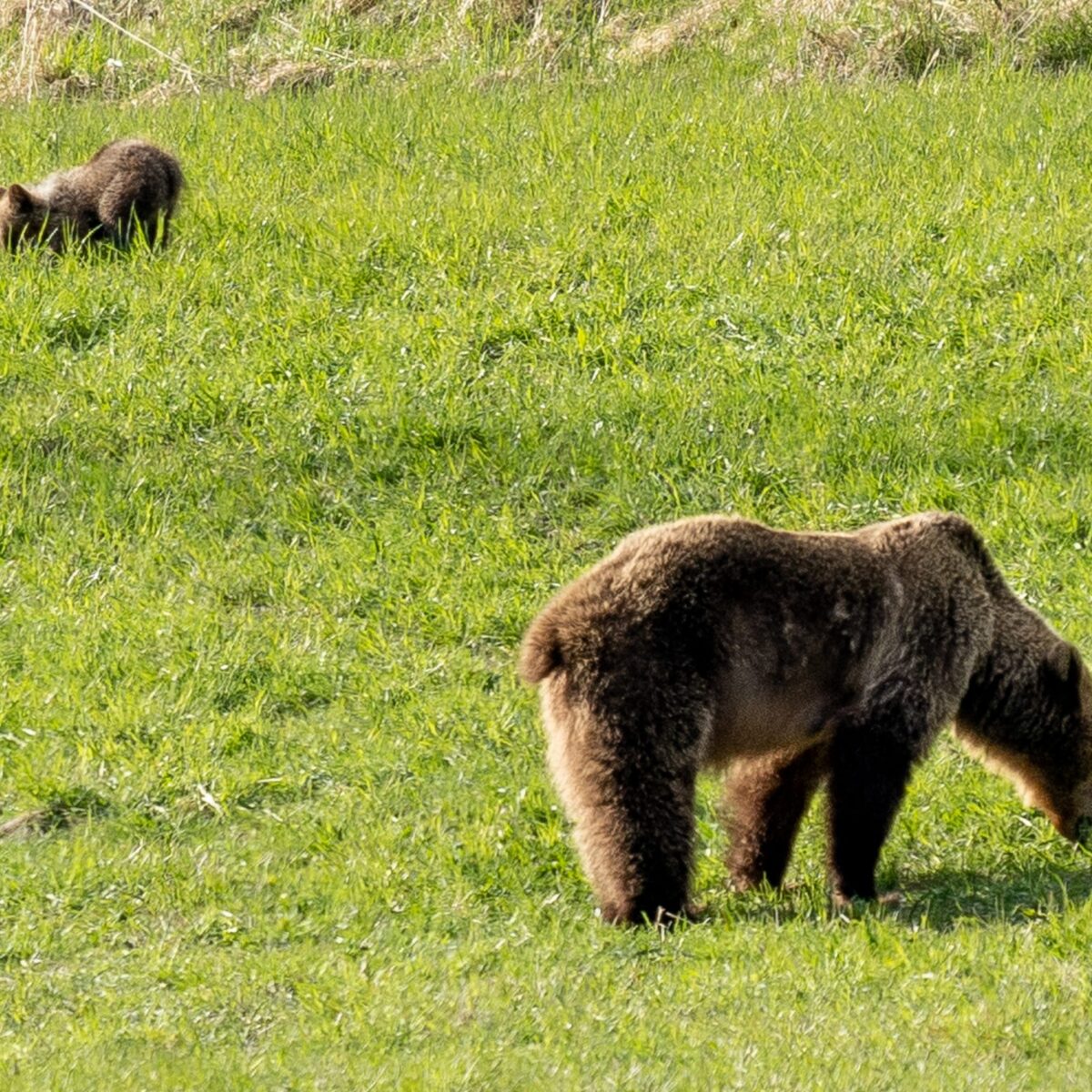 Christer Lindh Tönsen